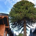 Se Arrienda Dpto. Nuevo Puerto Varas
